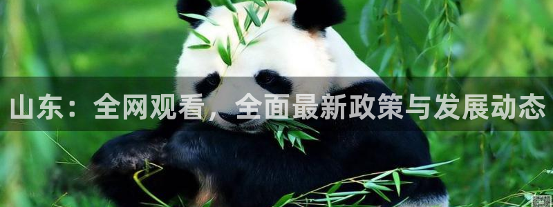 nba黑白体育直播：山东：全网观看，全面最新政策与发展动态